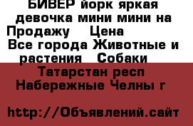 БИВЕР йорк яркая девочка мини мини на Продажу! › Цена ­ 45 000 - Все города Животные и растения » Собаки   . Татарстан респ.,Набережные Челны г.